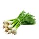 Spring Onion-1bida